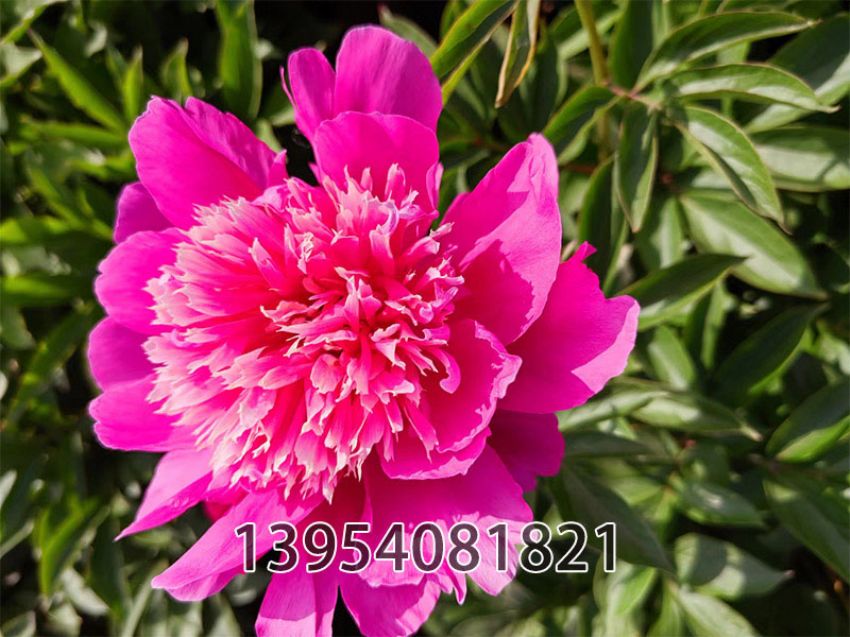 点击查看详细信息<br>标题：紫芙蓉 阅读次数：216