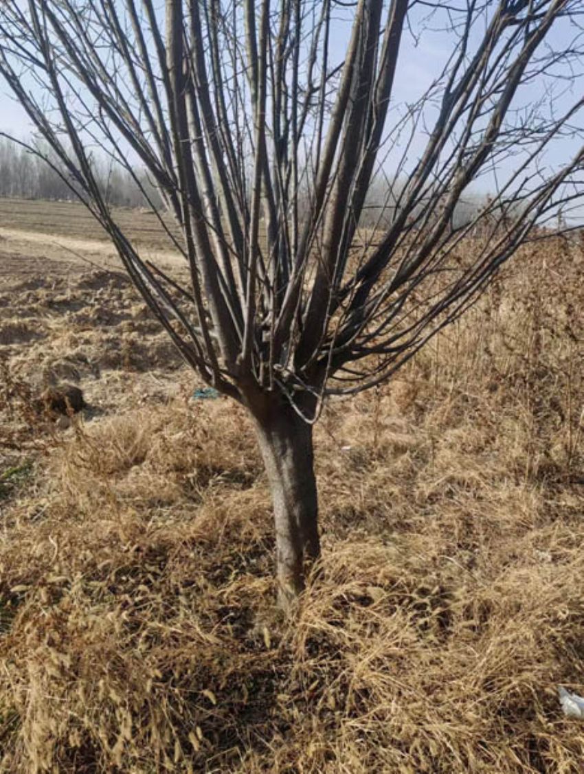 点击查看详细信息<br>标题：十五厘米太阳李 阅读次数：78