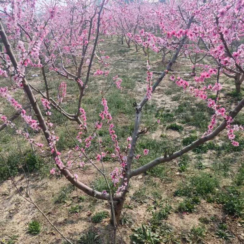 点击查看详细信息<br>标题：桃花 阅读次数：38